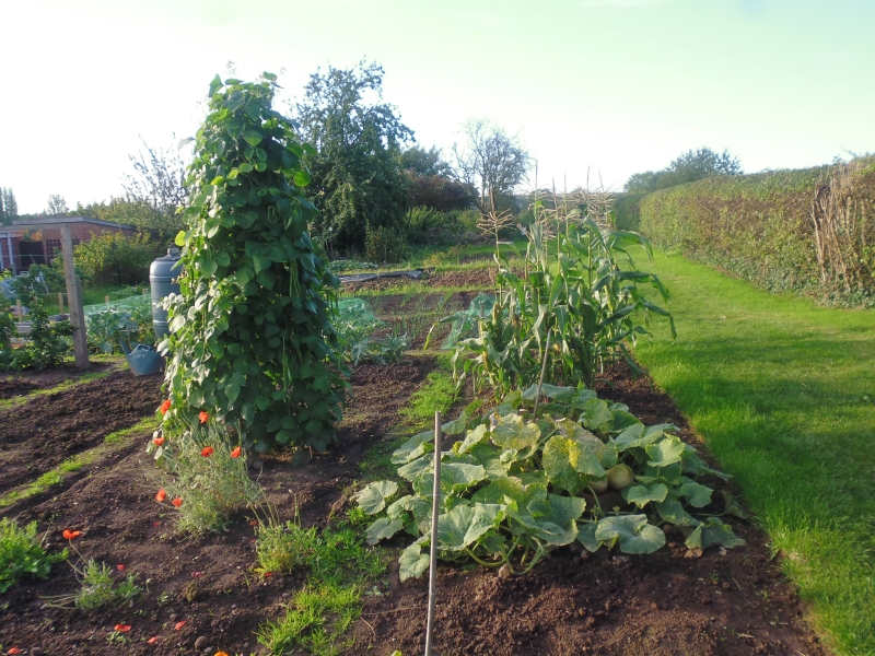 Repton Allotments